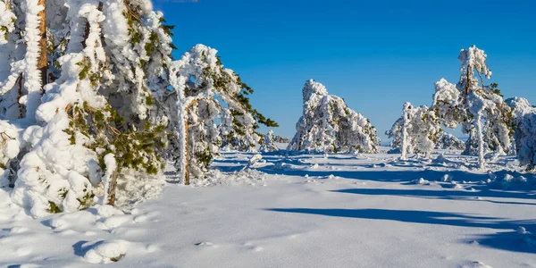 冷杉林生长在雪山之上 冬季室外景观 — 图库照片