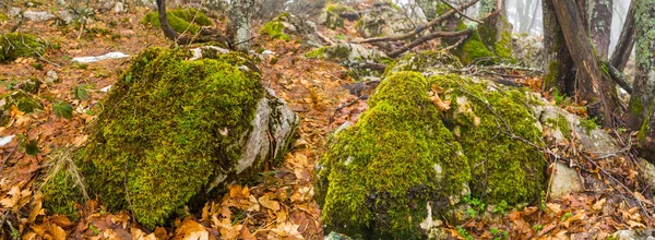 Куча Камней Покрытых Мхом Среди Сухих Листьев — стоковое фото
