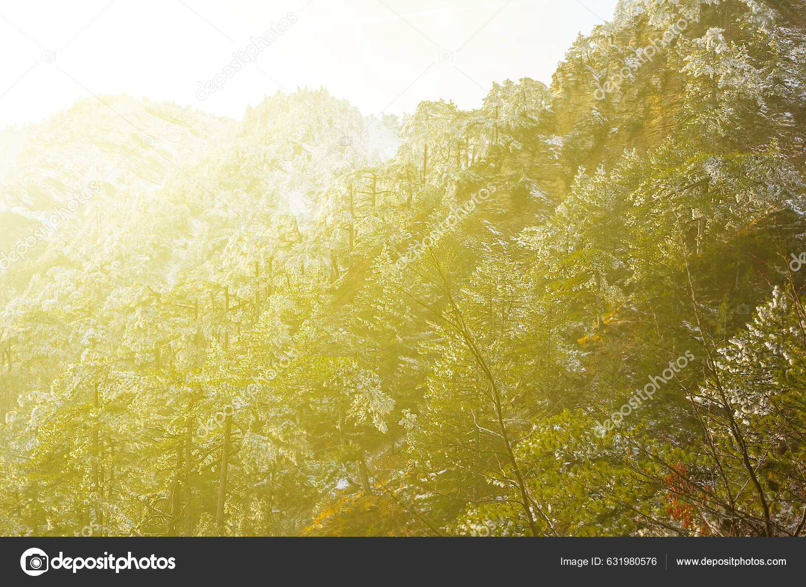 Fenyőerdő Lejtőn Szikrázó Nap Fényében — Stock Fotó © york_76 #631980576
