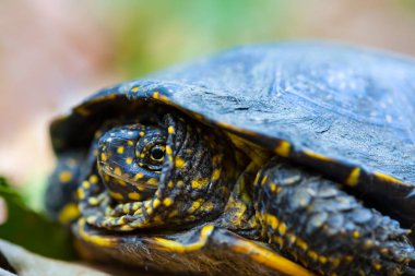 Kaplumbağa ormanda yaprakların arasında sürünüyor.