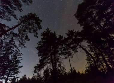 Karanlık yıldızlı gökyüzünün altında orman silueti, açık havada yaz gecesi manzarası