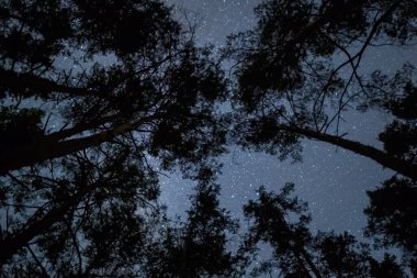 Yıldızlı arka planda orman ağacı silueti, açık havada gece arkaplanı.