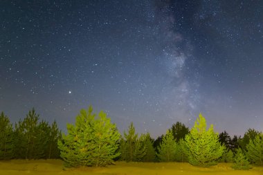 Yıldızlı bir gökyüzünün altında, kumlu çam ağacının arasında yapayalnız. Güzel bir gece doğal manzarası.