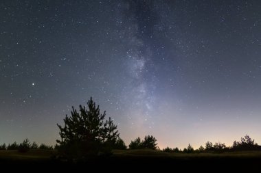 Yalnız çam ağacı silueti kumlu çayırların arasında yıldızlı bir gökyüzünün altında, güzel bir gece doğal manzarası