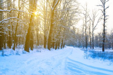 snowbound forest in light of sun, winter outdoor scene