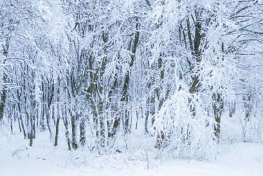 forest in dense snow, winter outdoor natural landscape