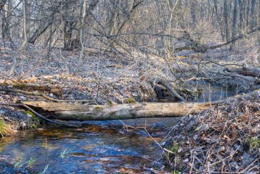 small brook flow through the forest, spring outdoor background