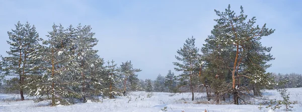 winter snowbound forest glade at bright day, seasonal forest landscape