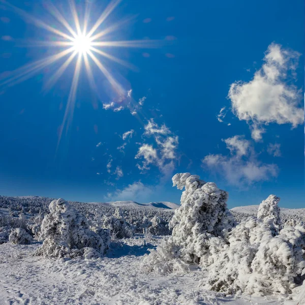 winter snowbound forest glade at bright sunny day, seasonal forest landscape