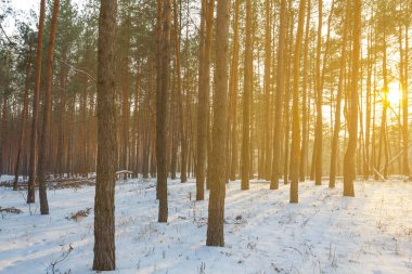snowbound winter forest in light of sparkle sun, beautiful seasonal natural background