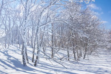 snowbound winter forest in light of sparkle sun, beautiful seasonal natural background