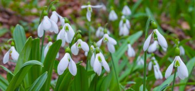 closeup white snowdrop flowers growth in forest among dry leaves