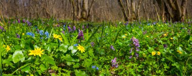 green forest glade with wild  flowers, beautiful outdoor spring background