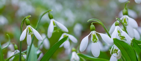 closeup white snowdrop flowers growth in forest among dry leaves