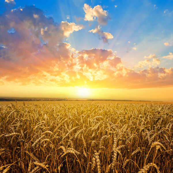 summer golden wheat field at the sunset, summer agricultural industry background