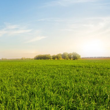 Günbatımında yeşil kırsal tarım arazisi