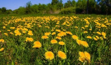 spring forest glade covered by grass and yellow dandelion flowers, spring outdoor natural background