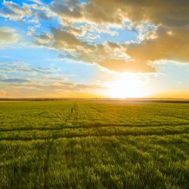 summer green rural wheat field at the sunset, seasonal agricultural background