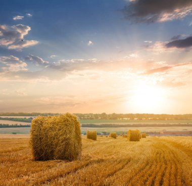 summer wheat fieldwith haystack after a harvest at the sunset