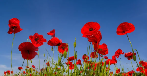 red poppy flowers on blue sky, beautiful summer natural flower background