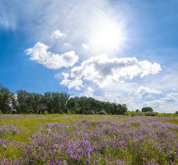 green forest glade with violet flowers under a sparkle sun