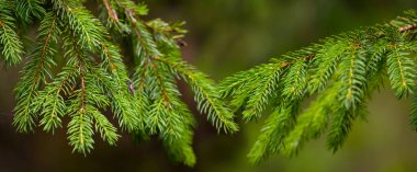 closeup small green fir tree on forest glade, natural outdoor background