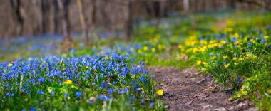 spring forest glade with wild flowers, beautiful natural seasonal background