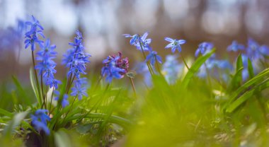 spring forest glade with wild flowers, beautiful natural seasonal background