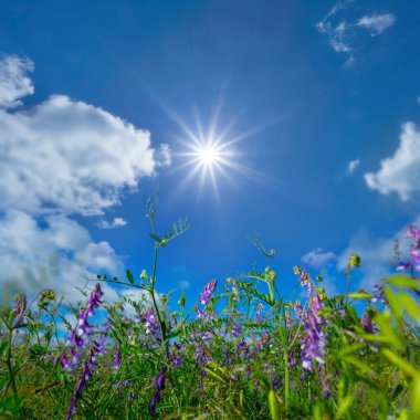 closeup summer prairie flowers in light of sparkle sun, summer countryside matural background