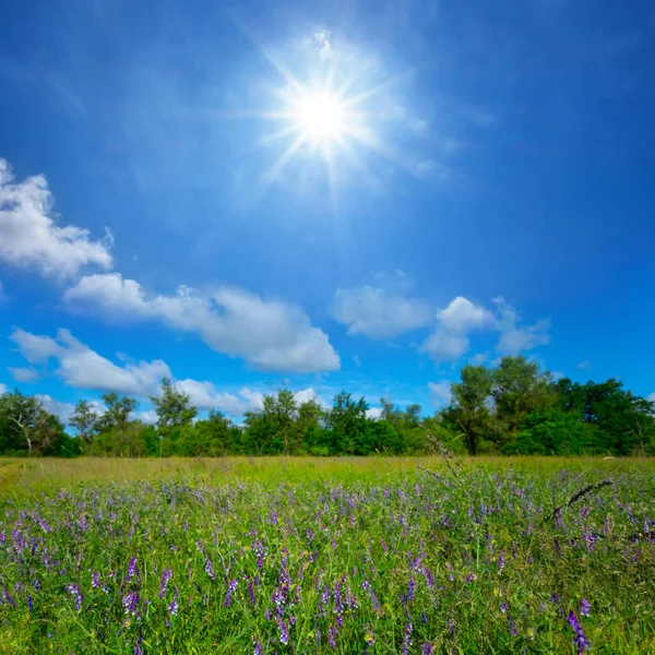 summer prairie with flowers under a sparkle sun, summer countryside landscape