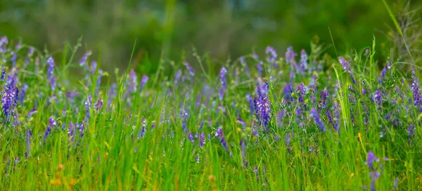 summer forest glade with wild flowers, beautiful natural seasonal background