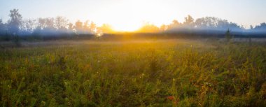 green forest glade at the sunrise, beautiful early morning natural summer landscape