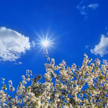Güneşli bir günde çiçek açan elma ağacı dalı, kırsal açık bahar arka planı
