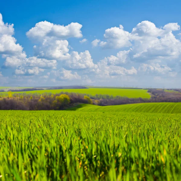 Geautiful Close Seup Green Rural Field Blue Cloudy Sky Beautiful — стоковое фото