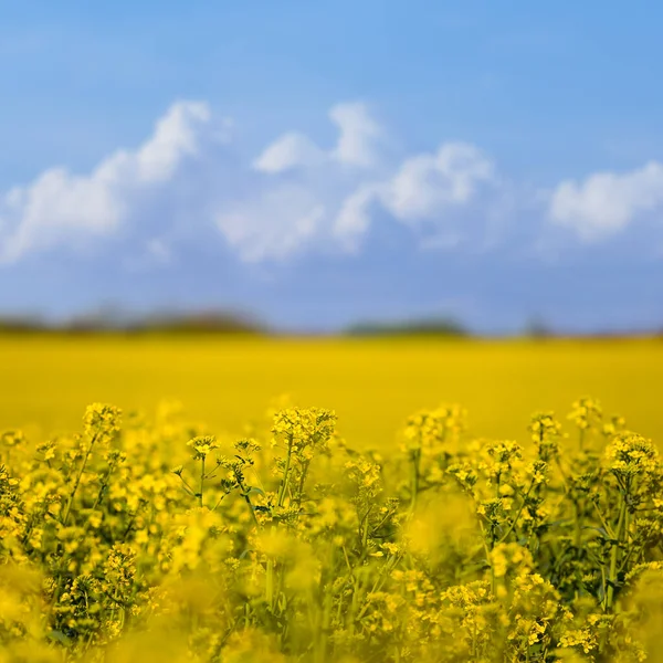 Frühling Gelb Rapsfeld Unter Bewölktem Himmel Saisonale Landwirtschaftliche Industrie Hintergrund — Stockfoto
