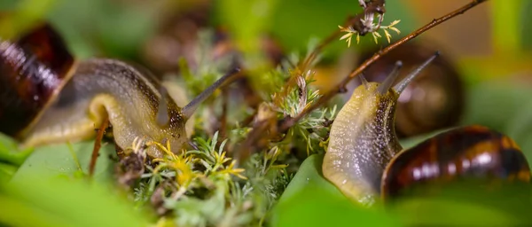 Κοντινό Ζευγάρι Σαλιγκαριών Σταφυλιού Σέρνεται Πράσινα Φύλλα — Φωτογραφία Αρχείου
