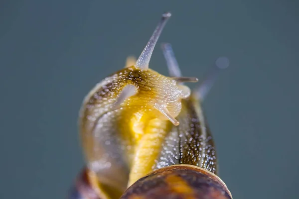 가지에 달팽이를 클로즈업 — 스톡 사진