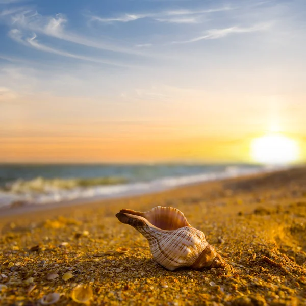 Zbliżenie Morskie Skorupa Leżeć Piaszczystym Morze Plaża Przy Zachód Słońca — Zdjęcie stockowe