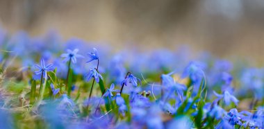 Orman açıklığı, mavi çıngıraklı yılan çiçekleri, güzel doğal bahar arkaplanı