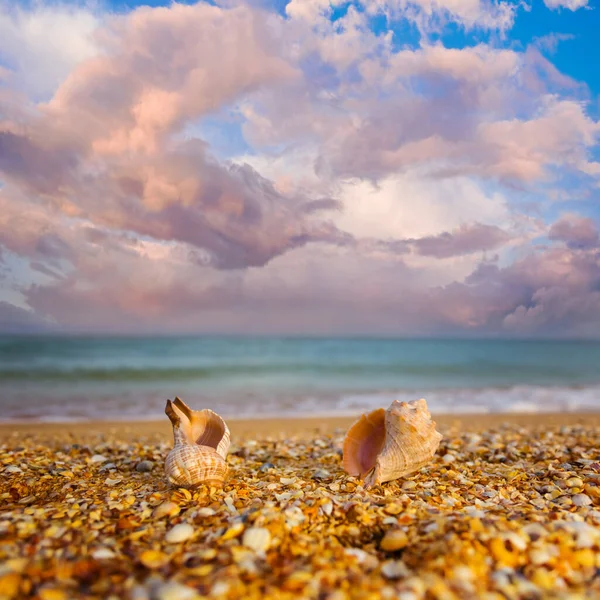 Крупный План Пара Пустой Морской Раковины Лежат Песчаном Пляже — стоковое фото