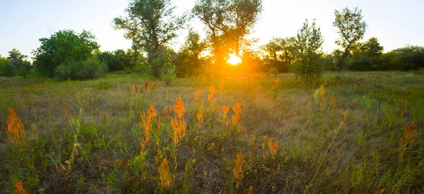 Καλοκαιρινό Δασικό Ξέφωτο Στο Ηλιοβασίλεμα Φυσικό Υπαίθριο Τοπίο — Φωτογραφία Αρχείου