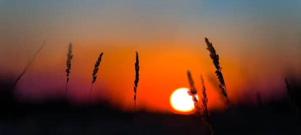 Closeup Prairie Grass Stem Silhouette Red Dramatic Sunset Background — Stock Photo, Image