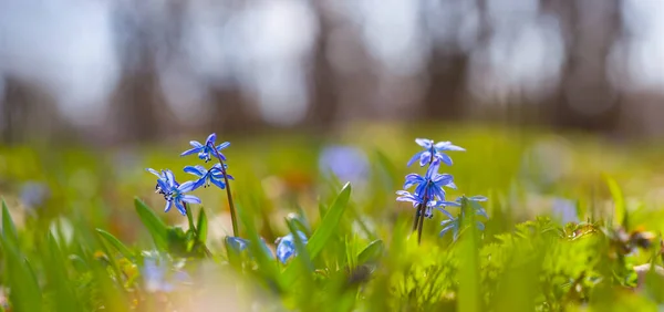 青い雪の花と森のグレード美しい自然の春の背景 — ストック写真