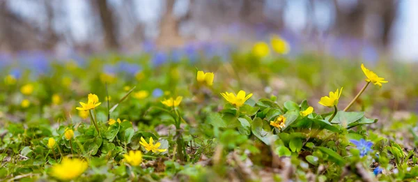 Vahşi Çiçeklerle Dolu Orman Açıklığı Güzel Doğal Bahar Arkaplanı — Stok fotoğraf