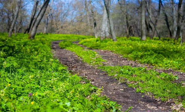 Pozemní Cesta Mezi Zeleným Jarním Lesem Sezónní Krajinná Scéna — Stock fotografie
