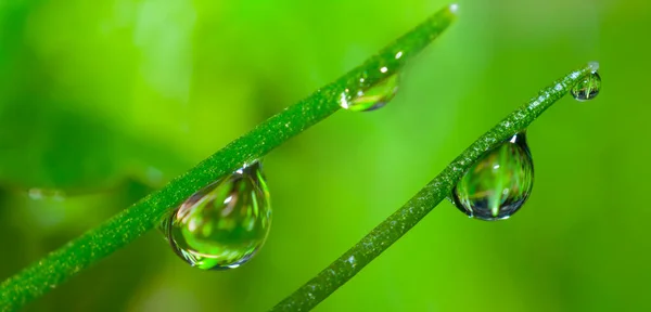 Closeup Green Grass Water Drop Beautiful Natural Macro Background — Stock Photo, Image