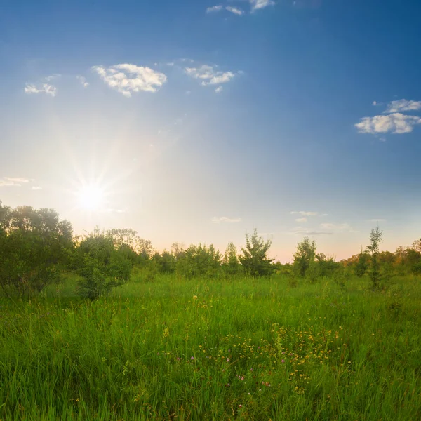 Zomer Bos Glade Bij Zonsondergang — Stockfoto