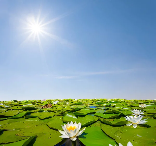 Beyaz Nilüferler Parıldayan Güneşin Altında Yüzer Yaz Suyu Flora Doğal — Stok fotoğraf