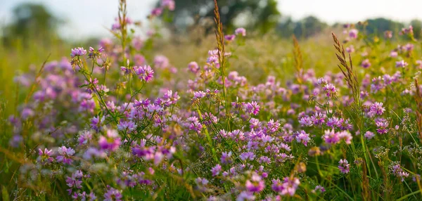 Крупным Планом Дикие Цветы Лесной Поляне — стоковое фото