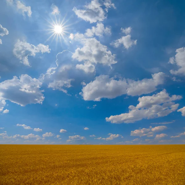 Sıcak Yaz Güneşli Günde Altın Buğday Tarlası Mevsimlik Tarım Endüstrisi — Stok fotoğraf